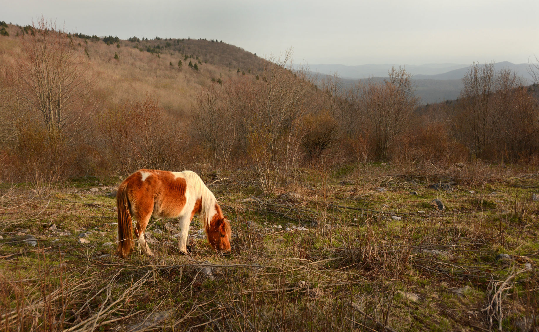 Mount Rogers National Recreation Area